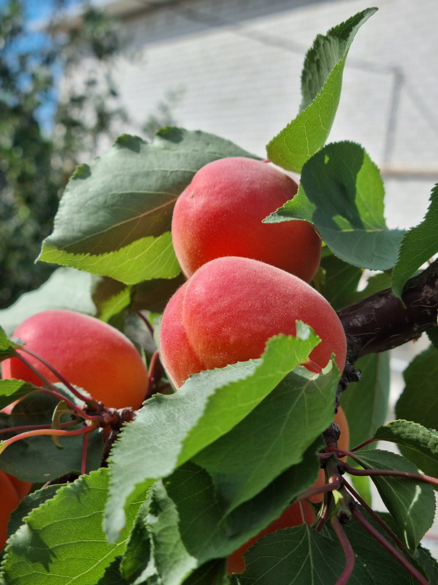 Ранние абрикосы уже отдали свой урожай. На фото абрикос сорта Приция