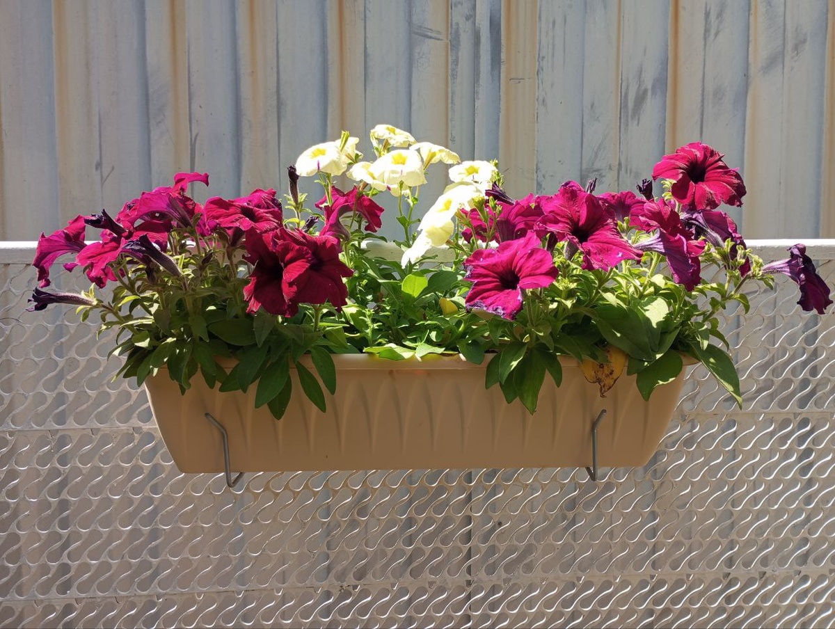 Озеленение забора петунями