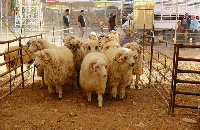    REUTERS/Jehad Shelbak