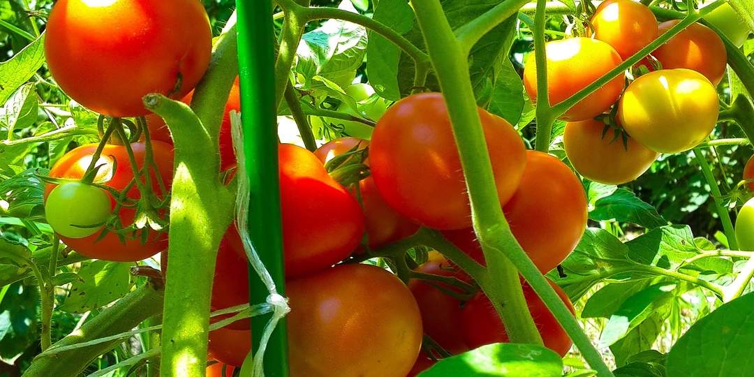 9 Распространенных ошибок при выращивании помидоров. Как не загубить урожай томатов