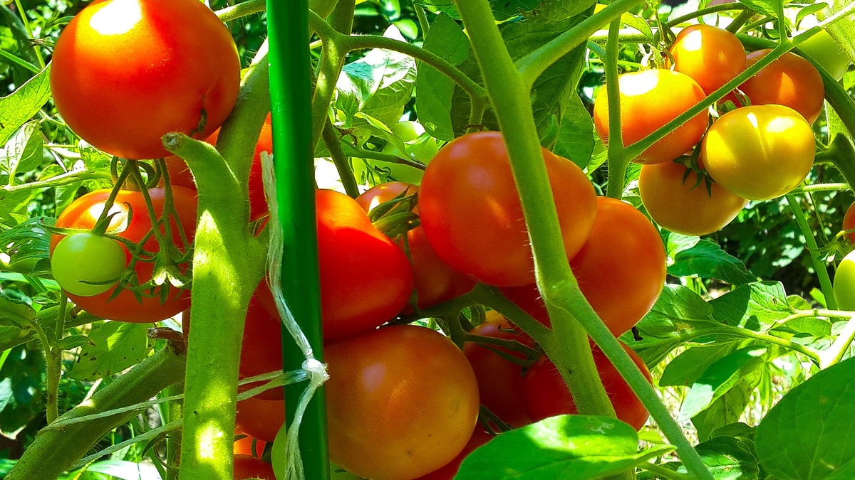 9 Распространенных ошибок при выращивании помидоров. Как не погубить урожай. Фото автора