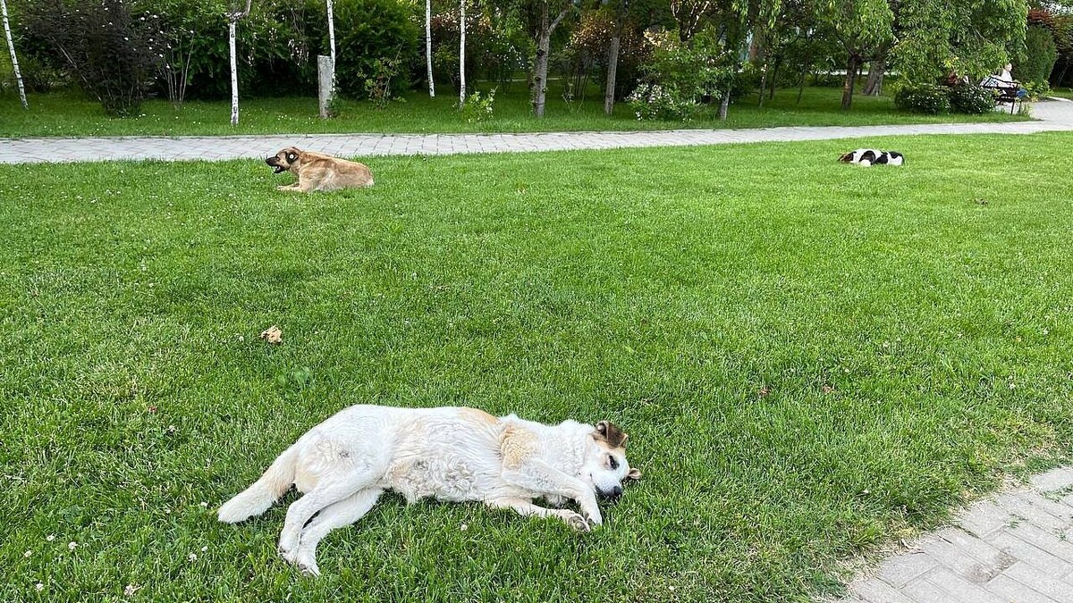    Фото: телеканал «Краснодар»