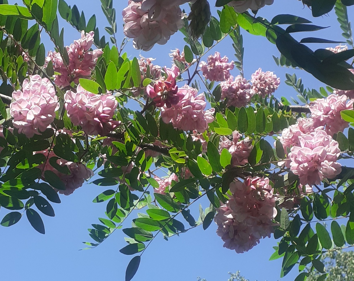 Розовая акация (робиния клейкая)