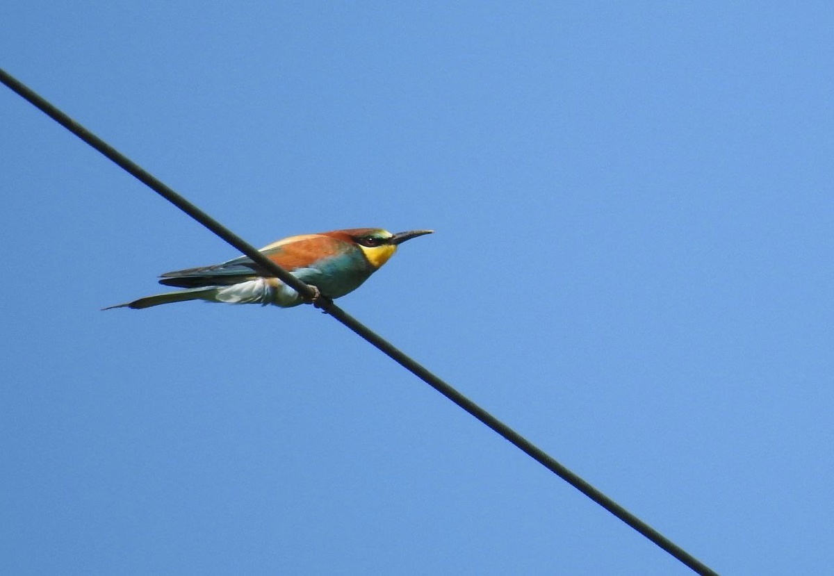    Птичьи хлопоты в объективе курянки Татьяны Калугиной