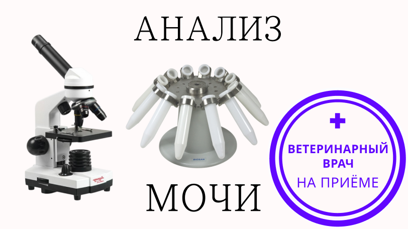 Зачем анализ мочи кошкам и собакам