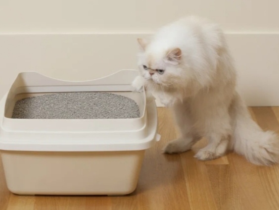 Что делать, если кошка какает не в лоток, а  рядом? Я догадалась не сразу