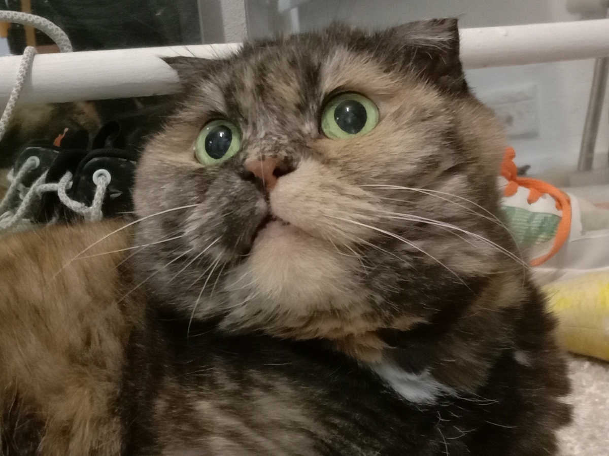 Ну как сказать, если ты не понимаешь?