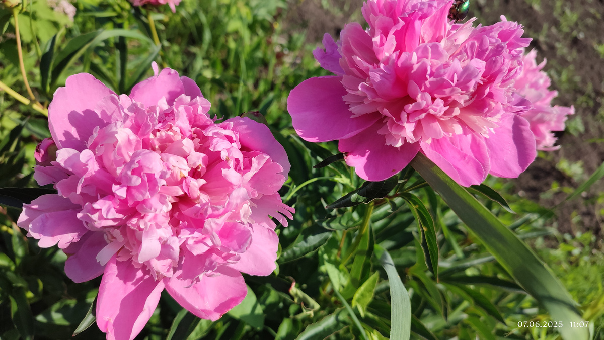 Розовый махровый