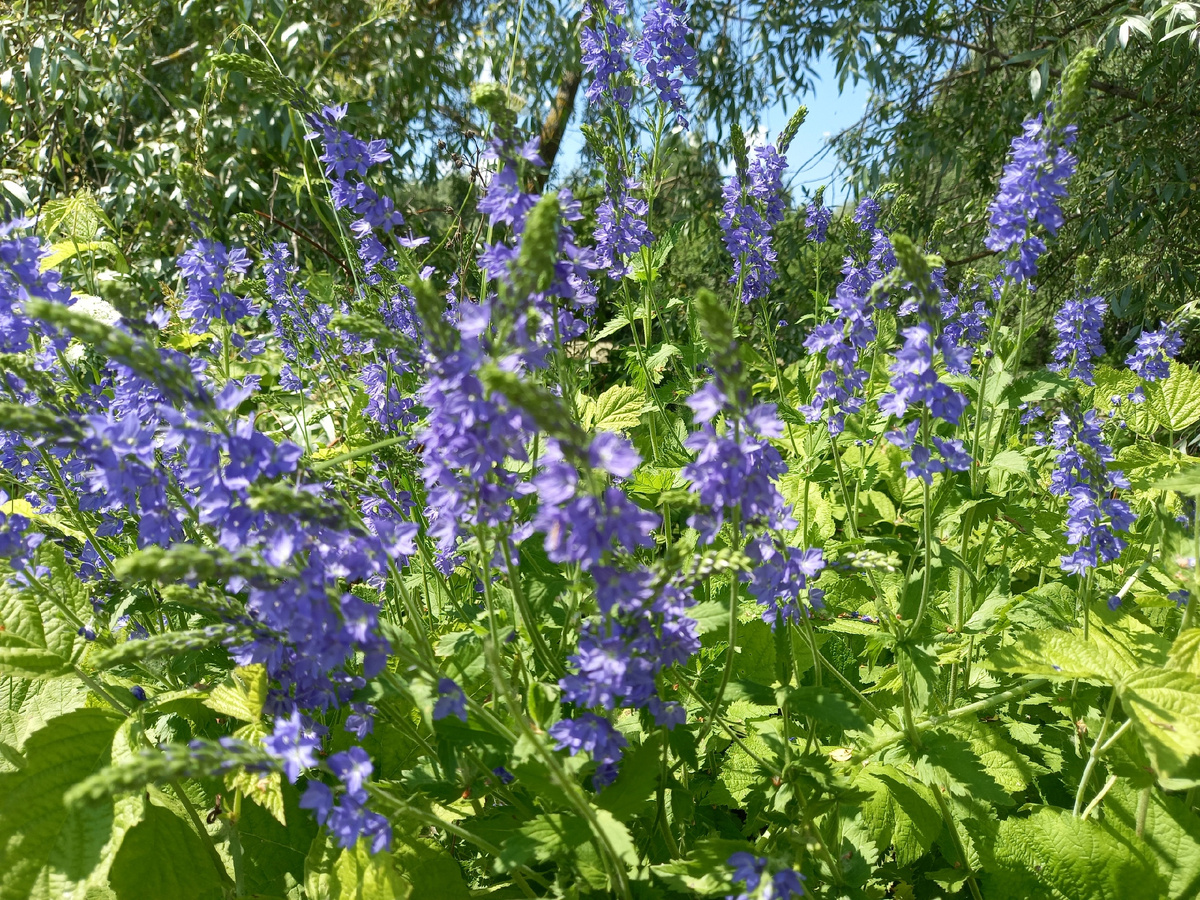 статья - всё о голубом, с налётом поэзии и псковской (и не только) природы