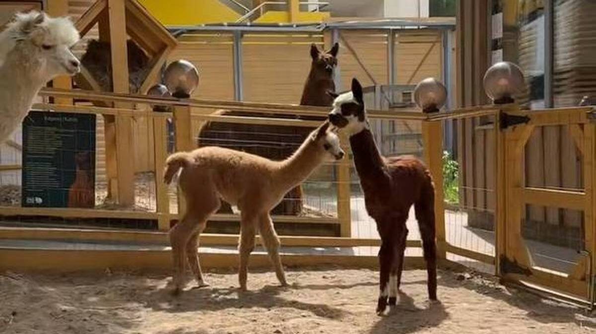    Фото: Telegram / Московский зоопарк / скриншот