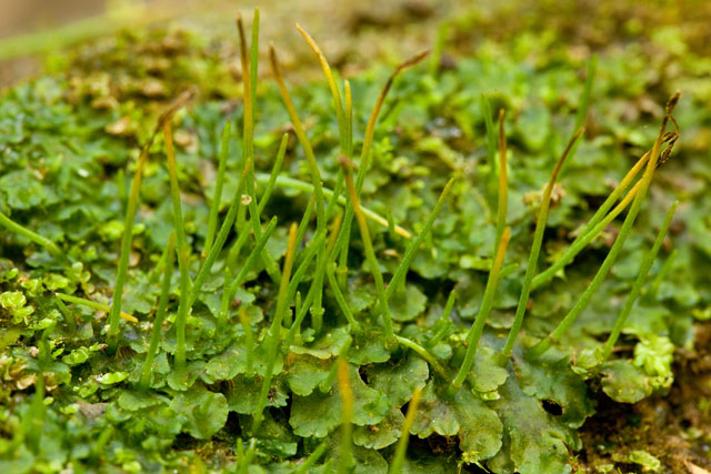 Антоцерос гладкий