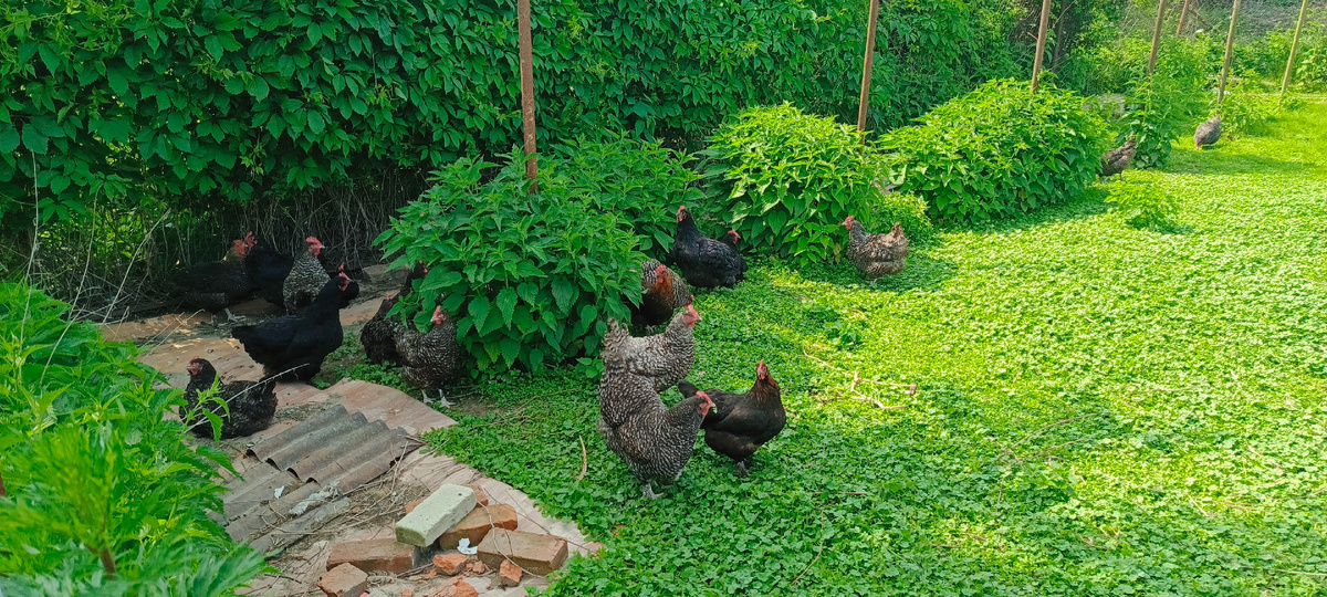 Наши курочки на свободном вгуле