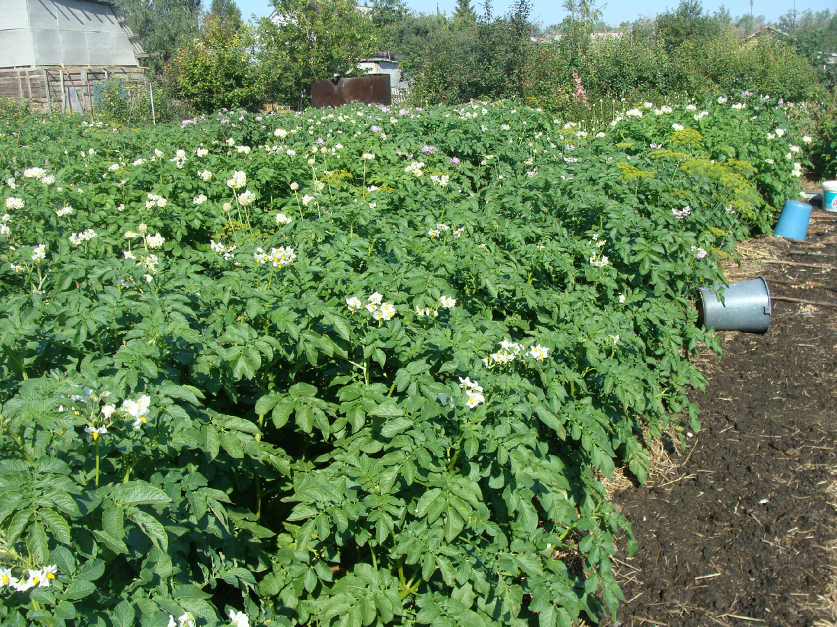 Обильное цветение картофеля на моем участке.