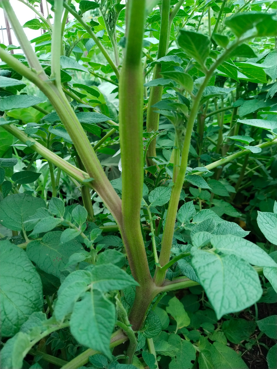 пасынки картофеля - обычное дело.