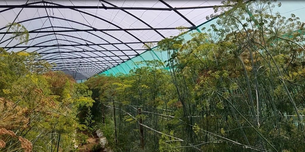 В статье будет много фото укропа, которые я сделала в агрофирме Гавриш, когда там побывала. А также фото укропа у себя и у моей родни… Читайте подписи: это агрофирма, где выращивают укроп на продажу семян и селекцию…