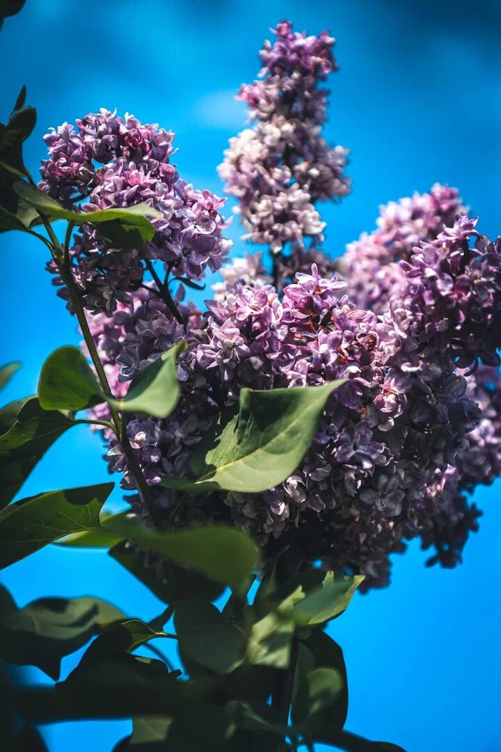 Фотография Александры Почечуевой. Май 2025:год.