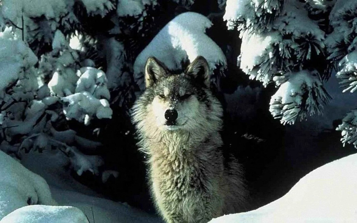 Фото из Яндекса 