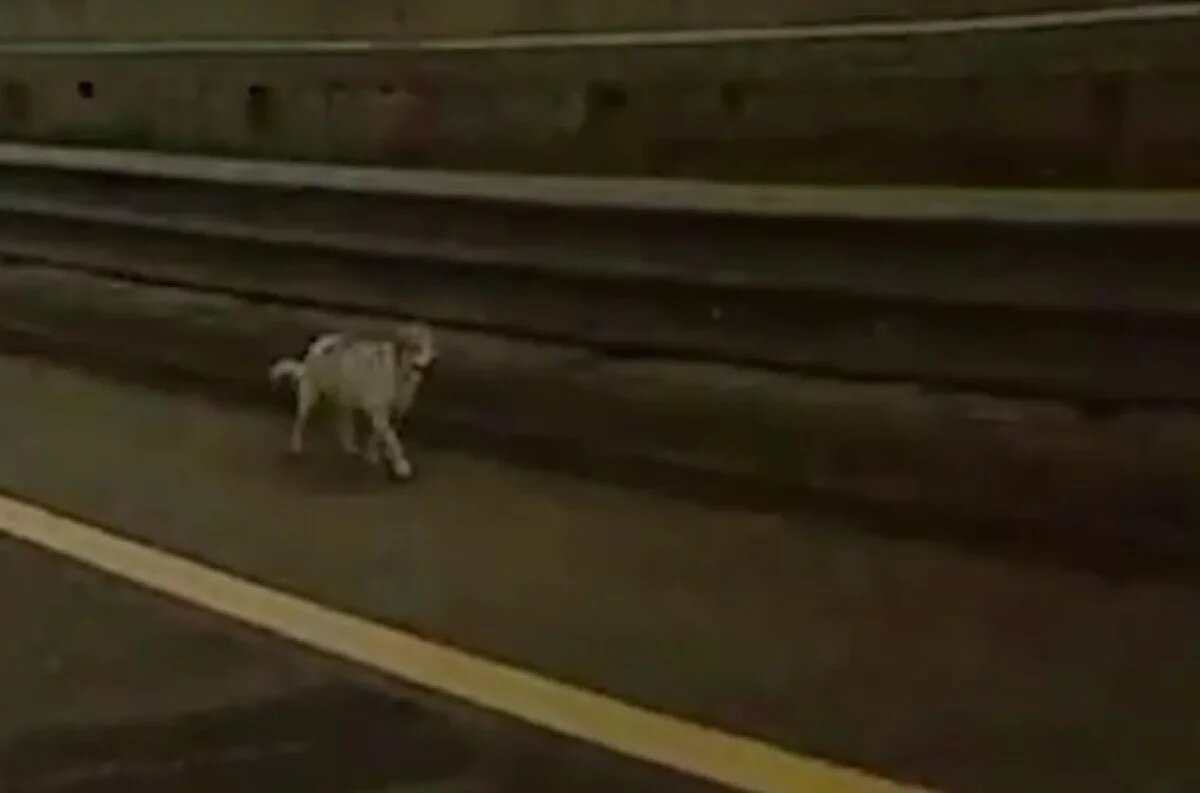    Сбежавшего из Пулково джек-рассела заметили на ЗСД у Васильевского острова