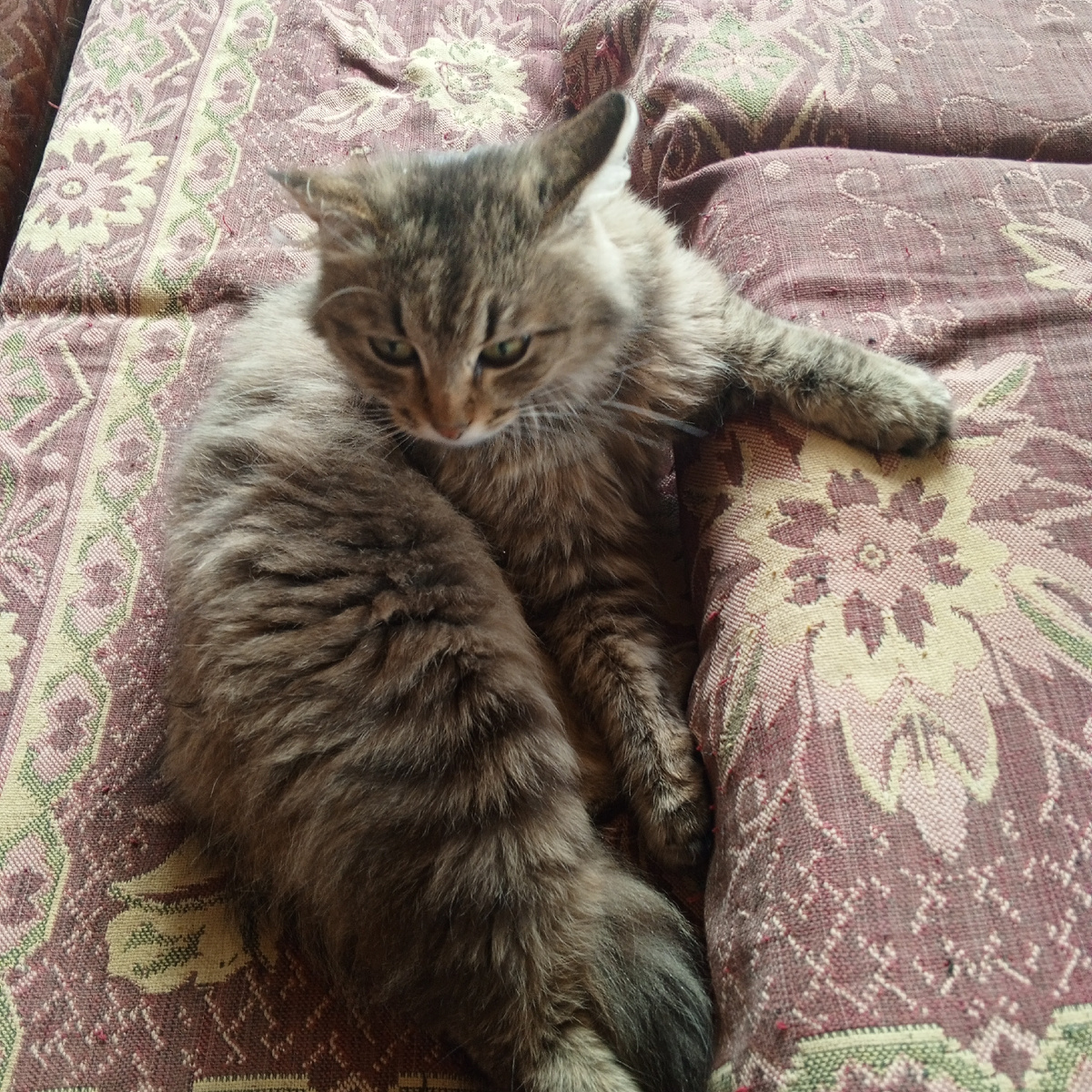 Кузя в негодовании. Как это так, полчаса девочку не кормили?