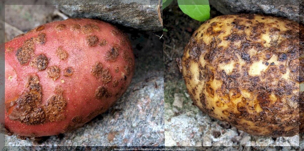 https://vk.com/photo-159774511_457271280. Обыкновенная парша картофеля