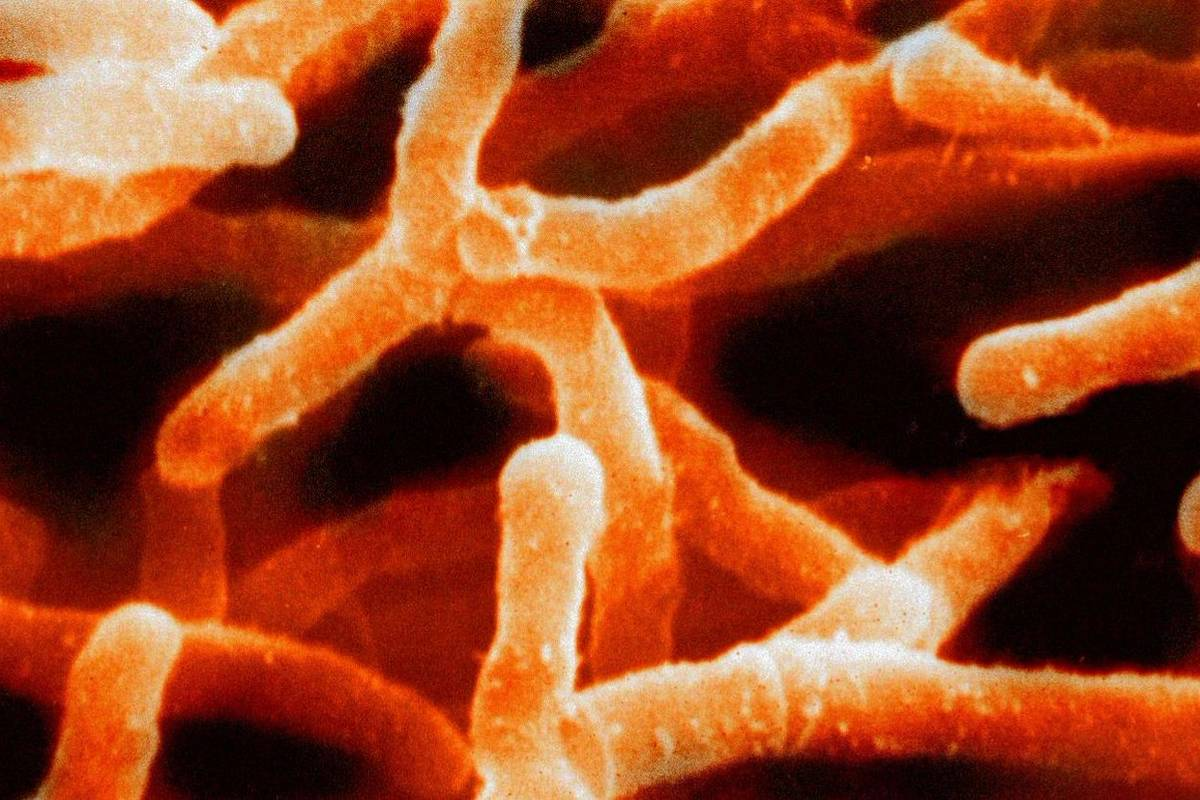 Раньше этих милах считали грибами