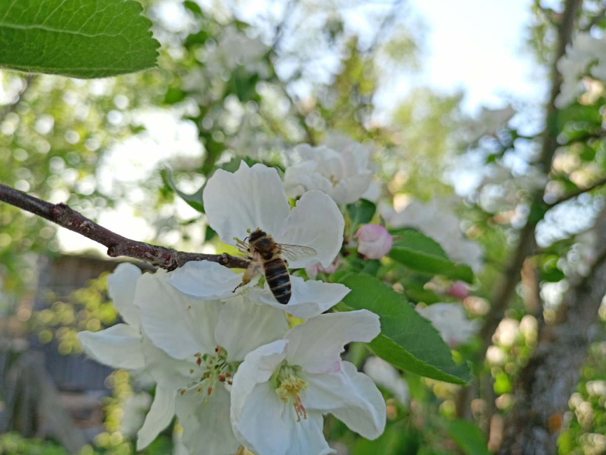 Фото автора: пчела работает над цветами яблони