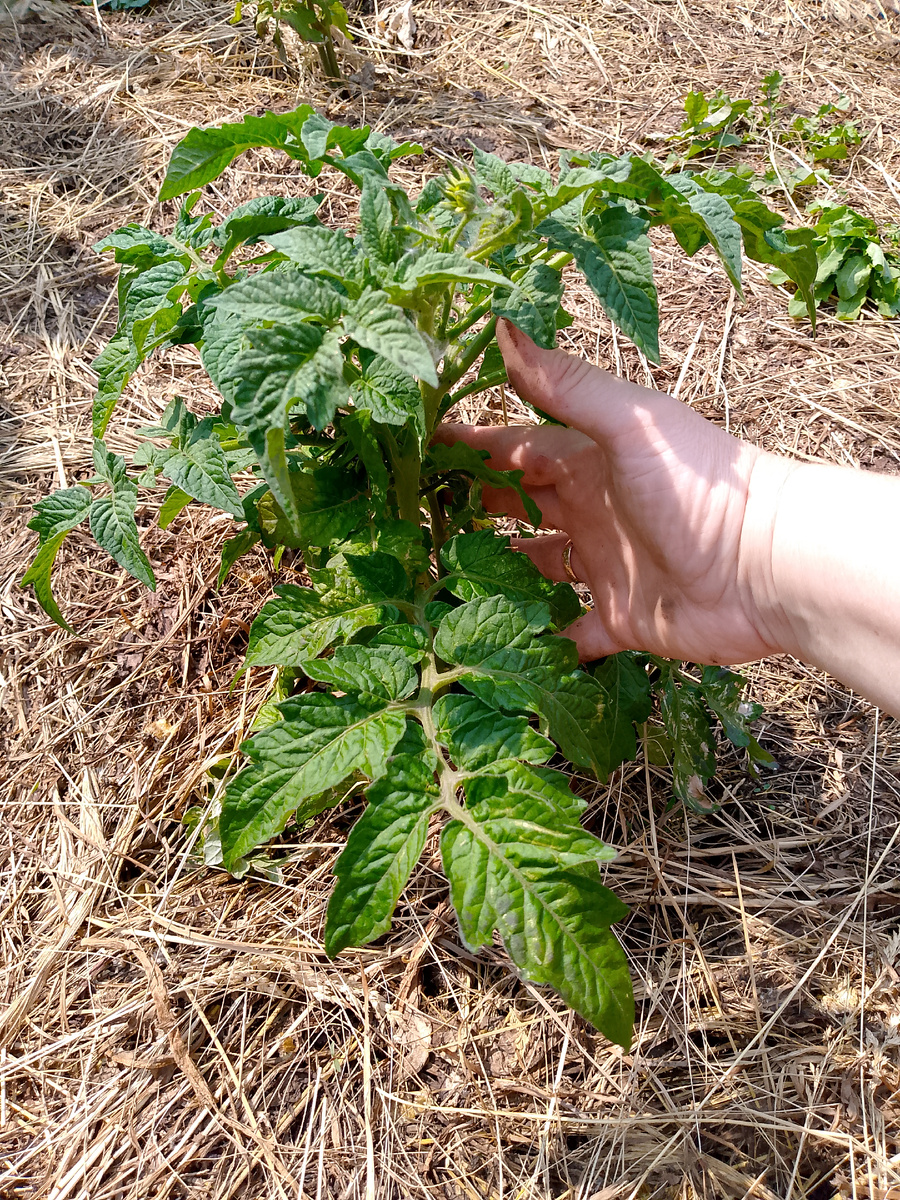 Куст после подкормки конским настоем - прошла неделя. Чтоб было понятно, какие они коротышки, сфотографировала на фоне моей руки 