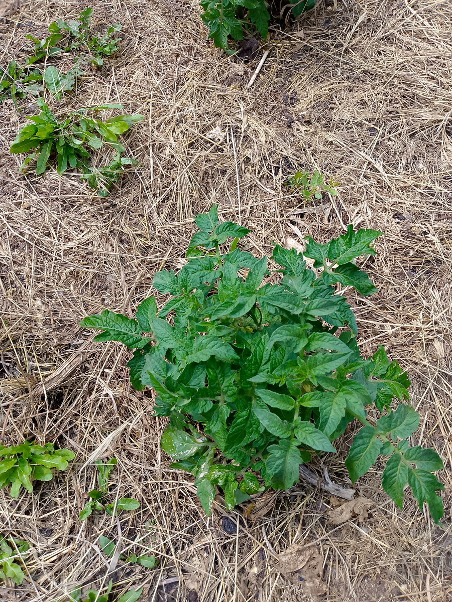 Для травы нет преград и сквозь мульчу прекрасно растёт
