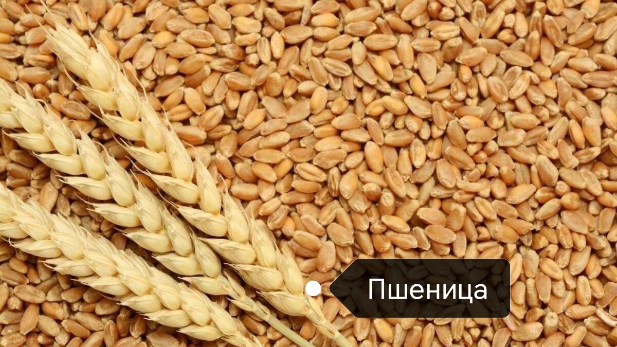 Фото с Яндекса 