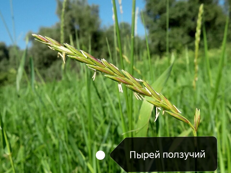 Фото с Яндекса 