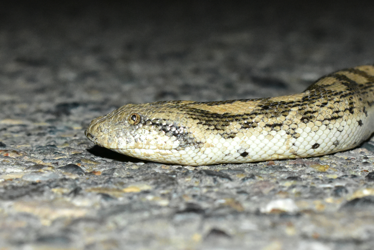 Привет, я змея! Кажется...