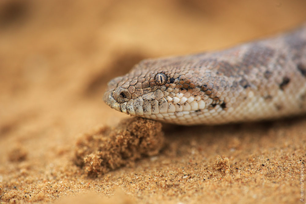 Я страх, я ужас! Покормишь меня сверчками?