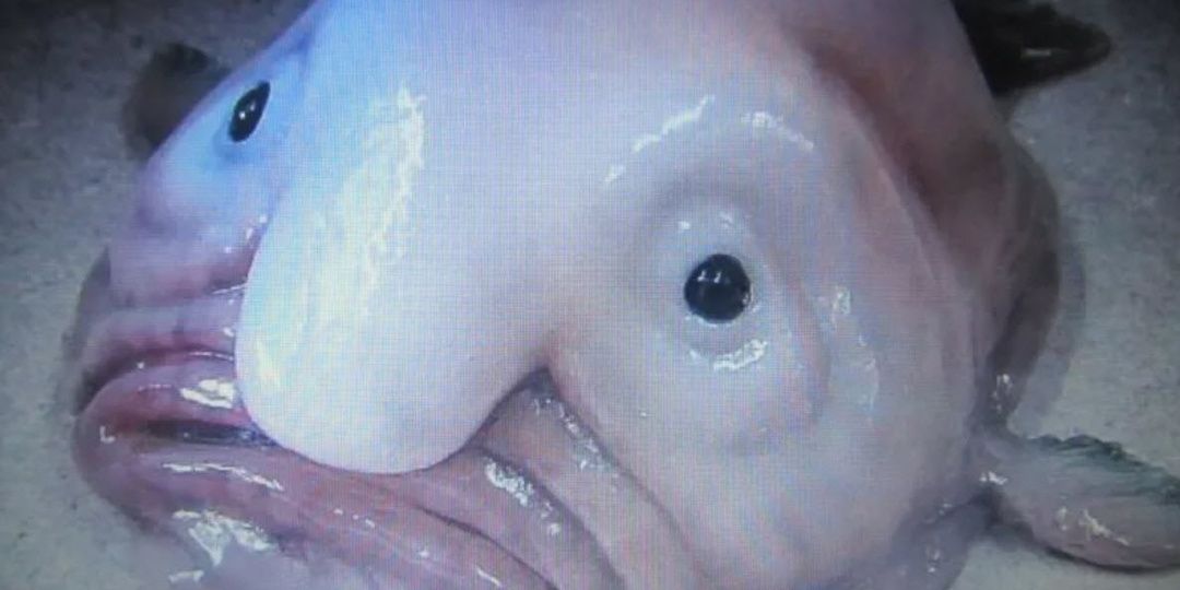 Рыба-Капля: Самое Унылое Существо в Океане или Жертва Людей?