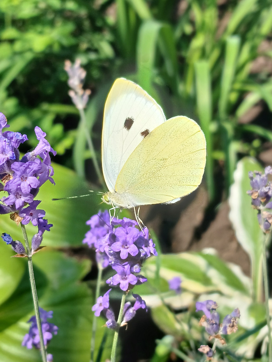 Капустная белянка на цветках лаванды