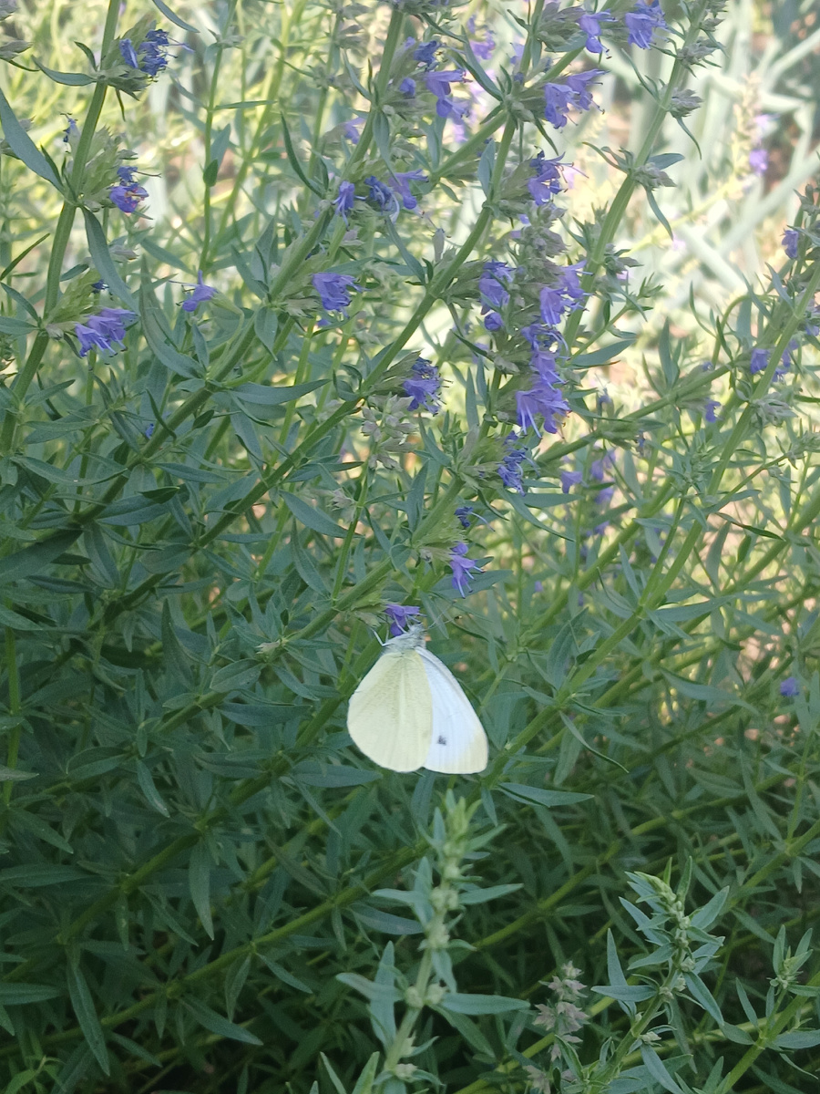 Цветущий иссоп и капустная белянка