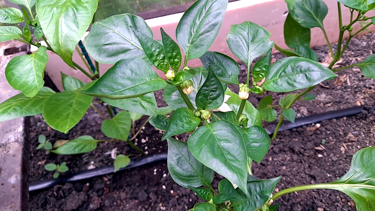 Перцы зацвели: Подкормка перца в июне – закладка основ урожая! Простые секреты ухода за перцем. Фото автора