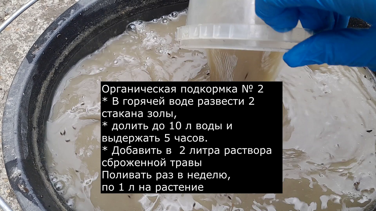 Перцы зацвели: Подкормка перца в июне – закладка основ урожая! Простые секреты ухода за перцем. Фото автора