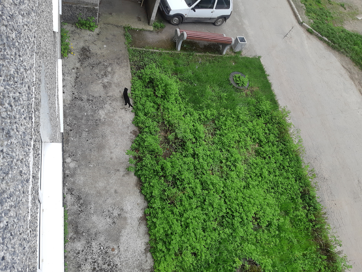 Ориентация на местности у котов отличная!