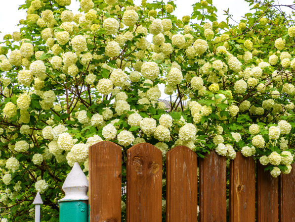 Легендарная калина 'Бульденеж': раскрываем секреты роскошного цветения