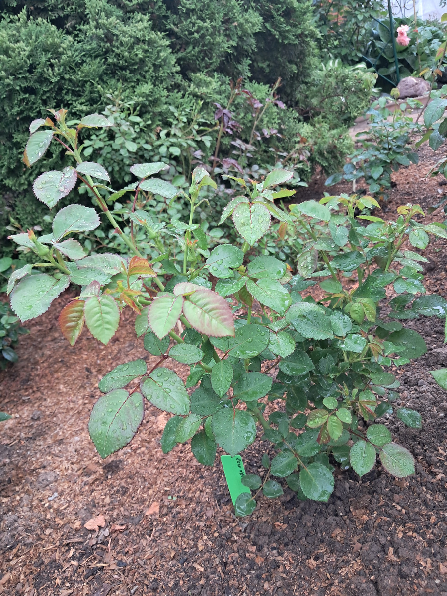 Роза "Easy Does It"/"Изи Даз Ит" в розарии "Брюллик". 7 июня 2025 года