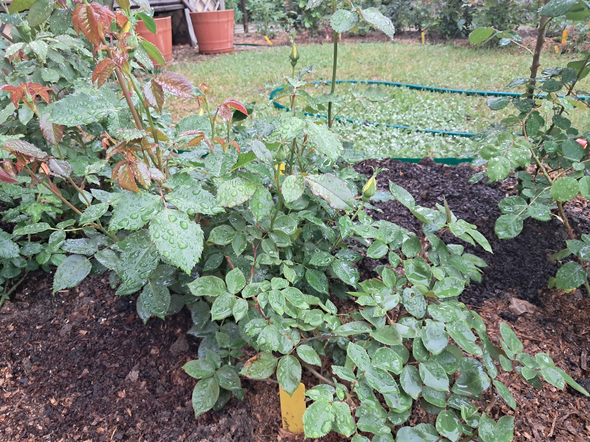 Роза "Fresia"/"Фрезия" в Садике Роз. 7 июня 2025 года