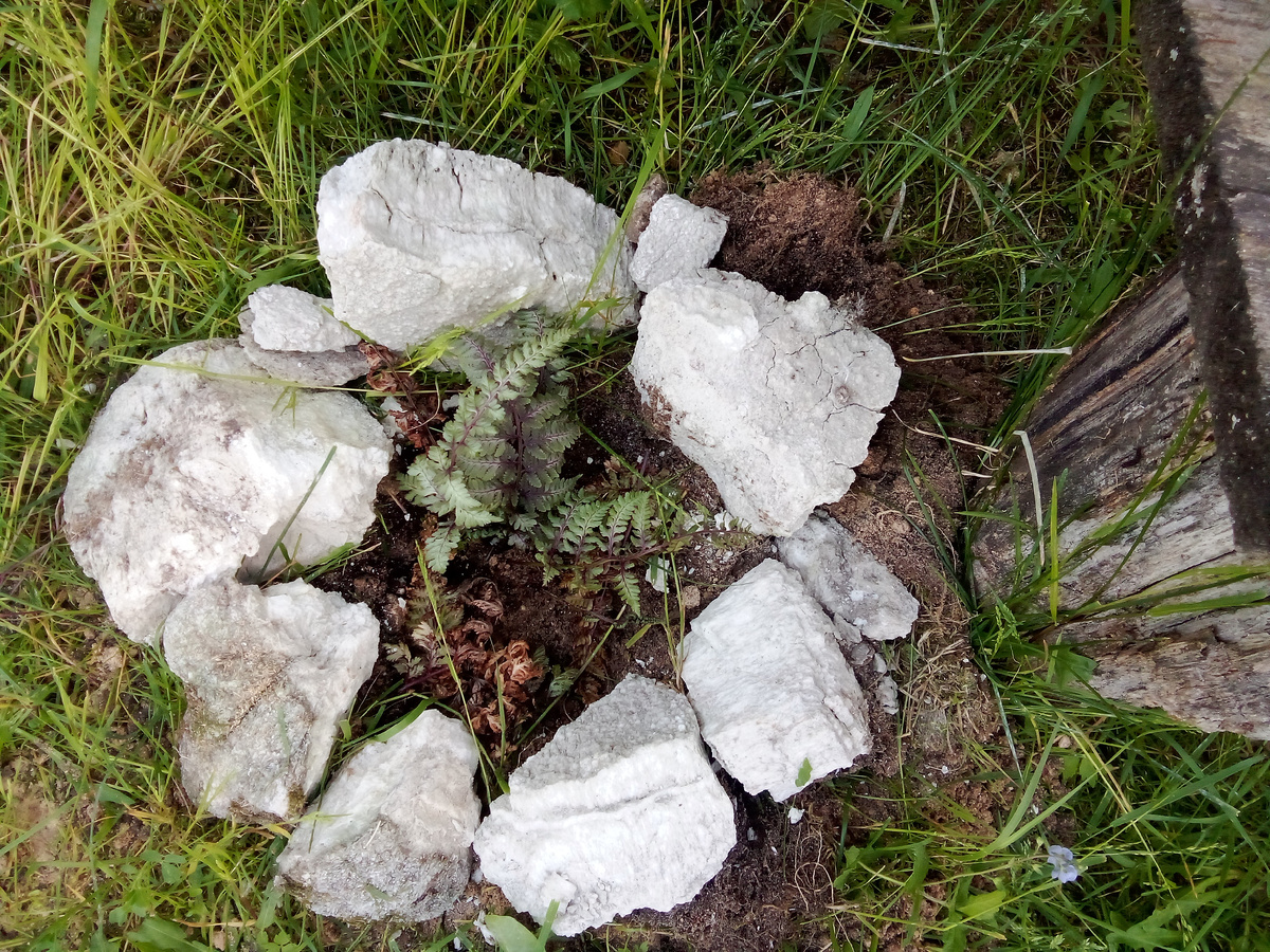 В статье все фото авторские. Кочедыжник ниппонский Бургунди Лэйс нашел своё место слева от скамейки в палисаднике, слева уже растет хоста Блю Маммот