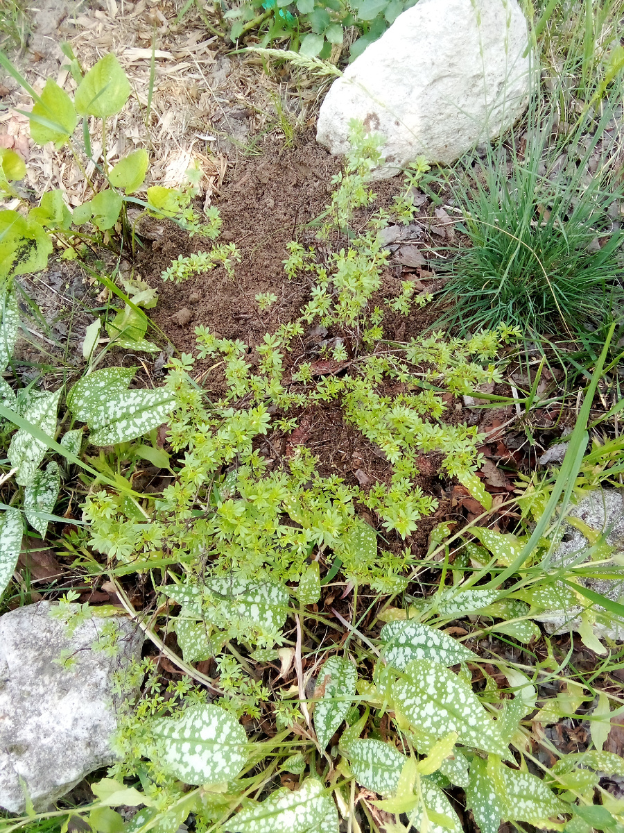 Лапчатка кустарниковая Ред Айс поселилась в начале Северного миксбордера у входной калитки. Пока так. Если хорошо перенесет зиму, то буду искать место получше.