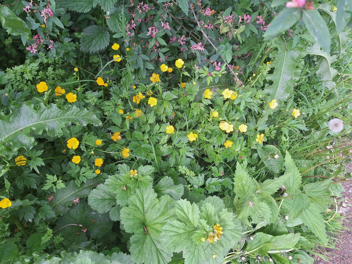 Цветущая флора парка Сосновка )))