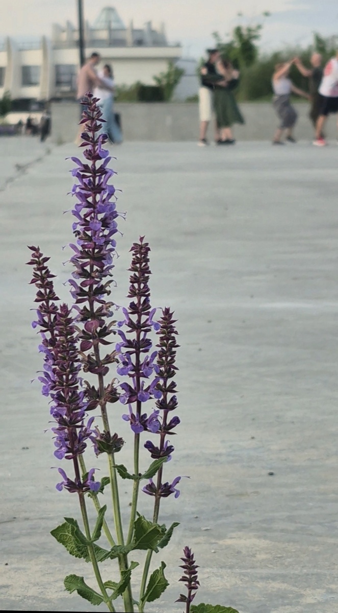 скрин из видео