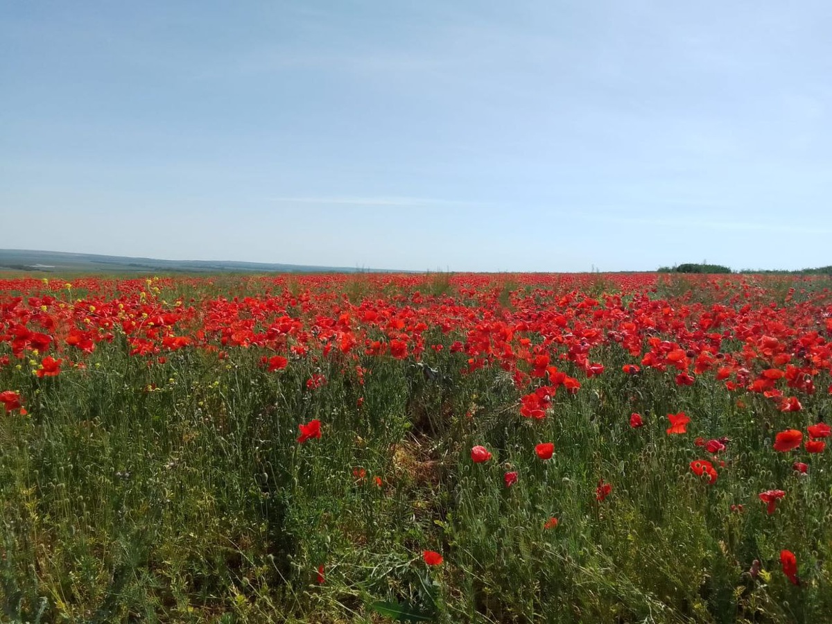 Маковые поля в Кучугурах. Фото автора.
