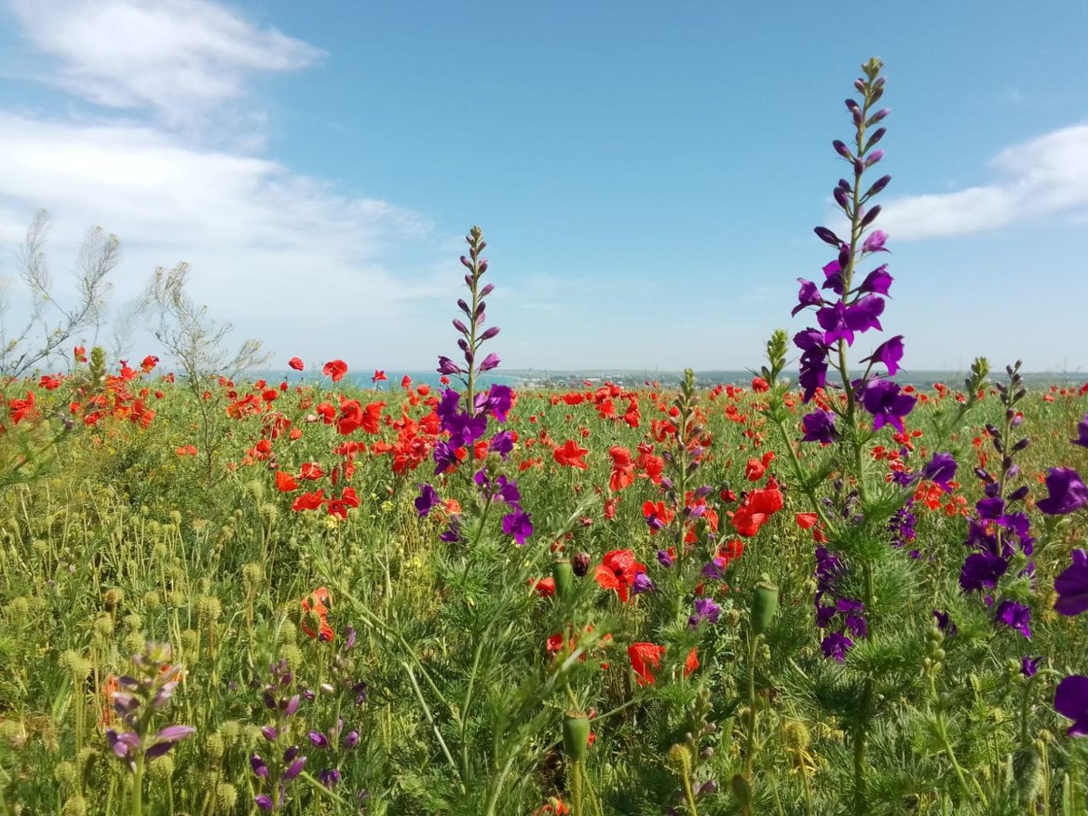 Маковые поля в Кучугурах. Фото автора.