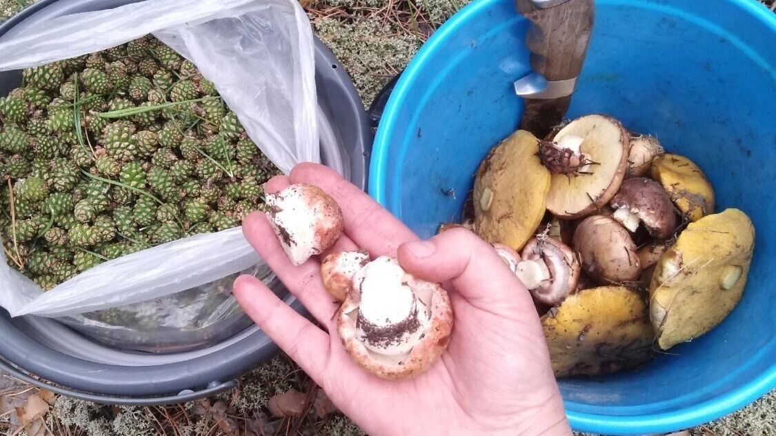     Источник: «Грибники Тюмени и Тюменской области»