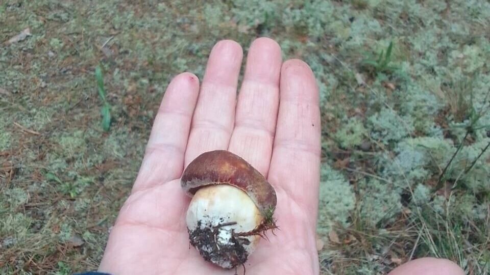     Источник: «Грибники Тюмени и Тюменской области»