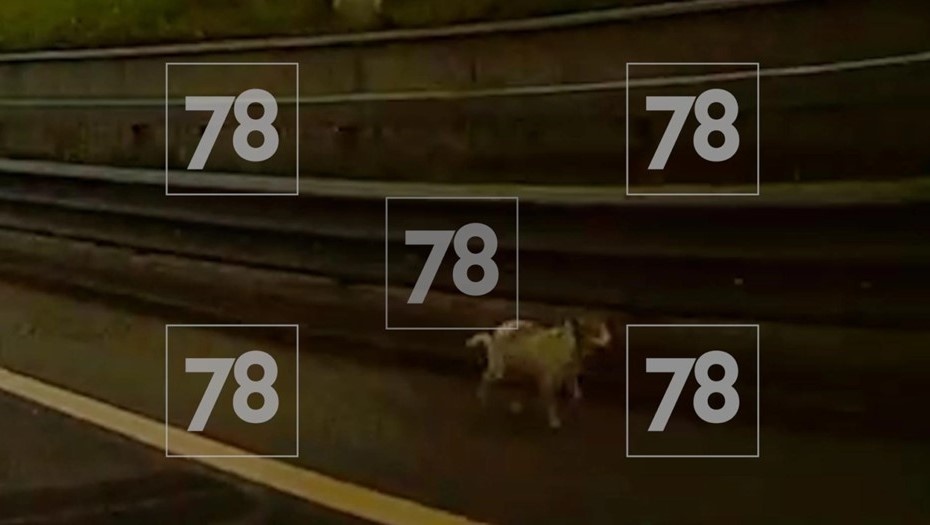    Автор фото: 78.ru